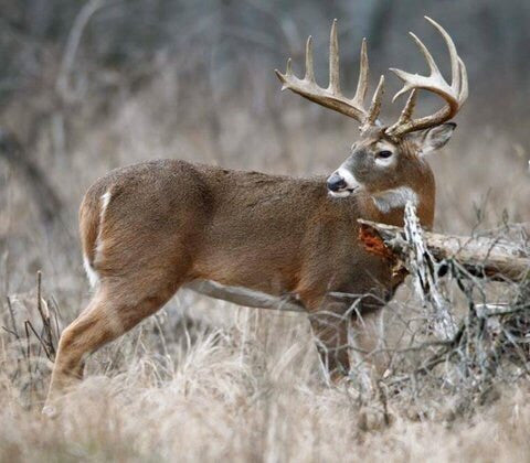 Part III: There is NOTHING Comfortable about Shooting a Big Buck.