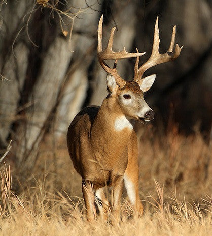 There is NOTHING Comfortable about Shooting a Big Buck.