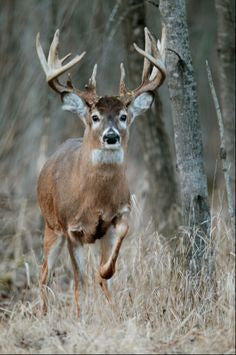 Part IV: There is NOTHING Comfortable about Shooting a Big Buck.