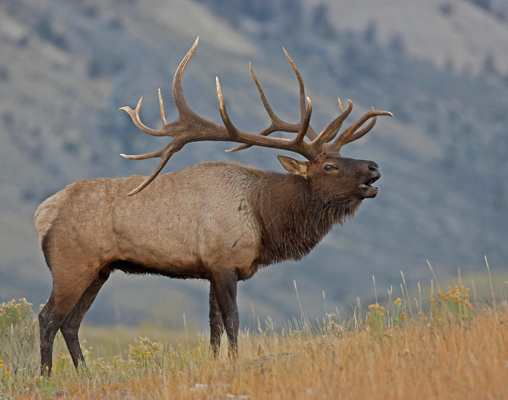 Antler Terminology 101 - The R&K Hunting Company